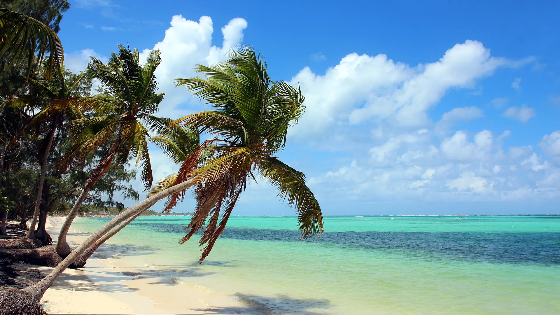 Palmeras en la playa en Punta Cana República Dominicana